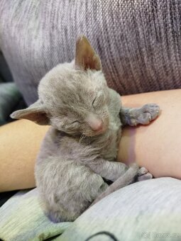 Cornish rex koťátka bez PP - 16