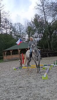 Lusitano - exkluzivní valach - 16