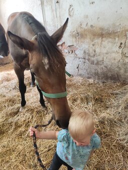 Mladý valach ČT - 16