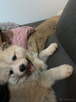 Akita inu šteňátka - 16