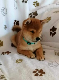 Shiba Inu - 16