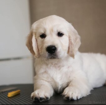 Zlatý Retrívr - 16