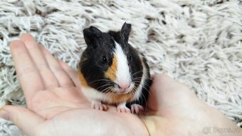 Morče, Morčata, Morčátko, Morčátka -JUSTÝNA A JESSIE - 16