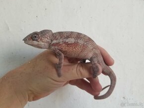 Chameleon pardáli Nosy be - 16