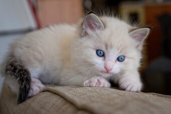 Hebká koťátka Ragdoll - odběr polovina června - 16