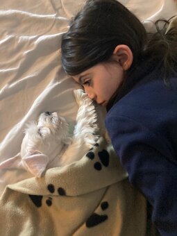 CHS Švarcava - Knírač malý bílý s PP - 16