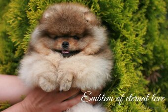 Pomeranian FCI - 16