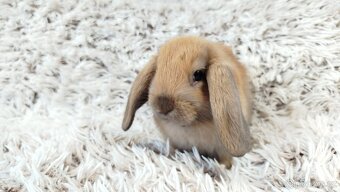 Zakrslý beránek, králíček, králík - JIJI - 16