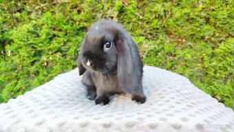 Zakrslý beránek, králíček, králík - PEGGY - 16
