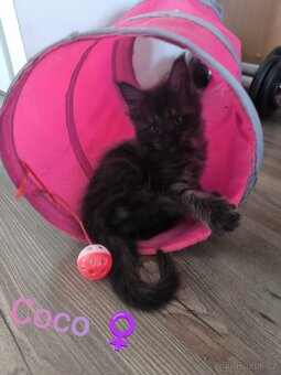 Mainská mývalí koťátka s PP - 16