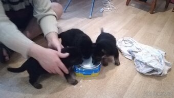 Nemecky ovčák typu Rex(štěňata) - 16
