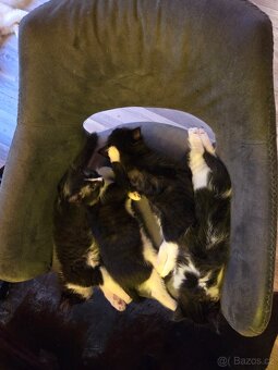 Daruji Ragdoll koťátka - kříženec - 16