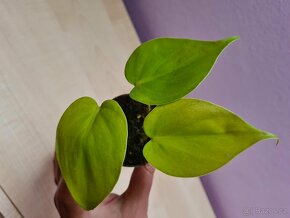 Alocasia, philodendron, syngonium, monstera a další - 16