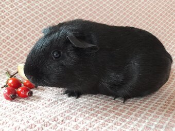 Morče - morčátko - 16