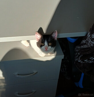 Koťata, kotě, jen do dobrých rukou - 16