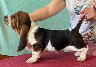Štěňata Bassethound s PP - 16