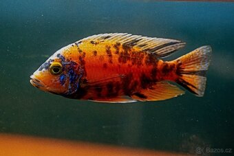 Malawi tlamovci - 16