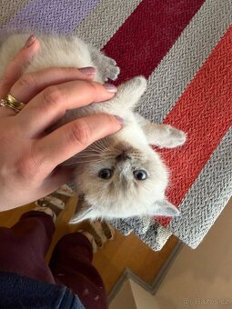 Britská koťata - 16