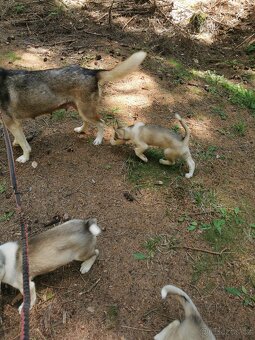 Sibiřský Husky - štěňátka - 16