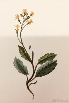 90 originalnich maleb rostlin z roku 1900 - 16