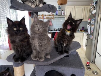 Čistokrevné mainské mývalí koťátko - blue smoked - holčička - 16