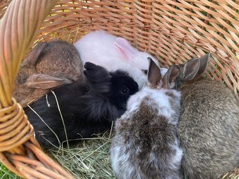 Zakrslí králíčci - 16