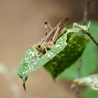 Panasonic Lumix S1 + 24/105mm - 16