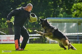 Německý ovčák s PP - 16
