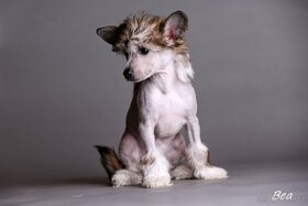 Čínsky chocholatý pes - šteniatka - 16