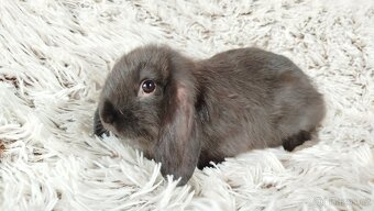 Zakrslý beránek, králíček, králík - PEGAS - 16
