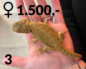 Agama vousatá  - mláďata, vlastní chov - 16