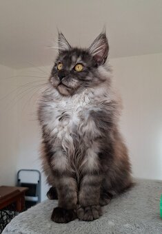MAINE COON - Mainská mývalia s PP - 16