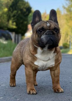 TOP francouzský buldoček s PP FCI - 16