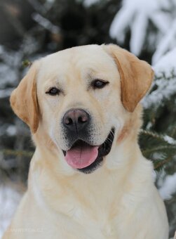 Labradorský retrívr s PP - 16
