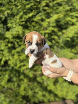 Jack Russell teriéra - 16