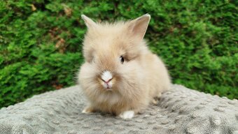 Zakrslý králík, králíček -(lvíček)-TESSIE - 16