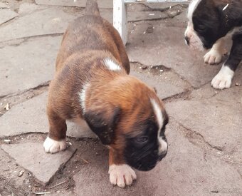 ŽÍHANÁ ŠTĚŇÁTKA NEMECKÝ BOXER bez PP - 16