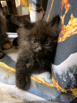 Britská koťátka - 16