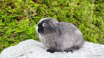 Zakrslý beránek, králíček, králík - TEA - 16