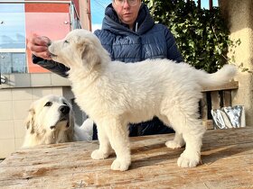 Prodej štěňátek Pyrenejský horský pes s průkazem původu - 16