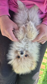 Pomeranian Creme - čistokrevný kluk - 16
