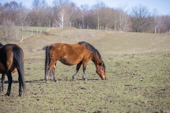 Huculská klisna, hucul, rekreace, vyjížďky, hipoterapie. - 16