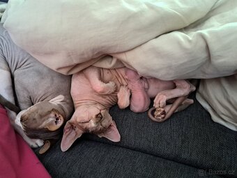 Koťe Sphynx - 16