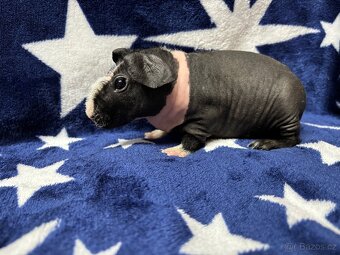 Skinny morče, samečci s PP - 16