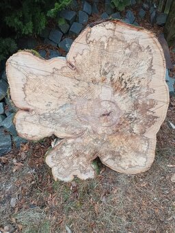 Listnaté koláče Habr Buk - 16