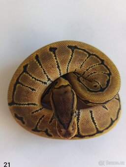 Krajta královská / Python regius - 16
