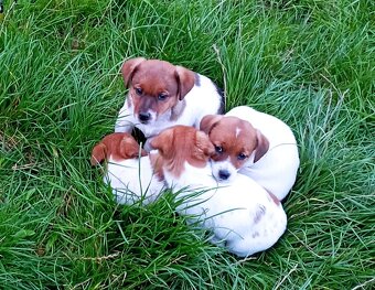 Jack russell terier krásná fenečka na odběr - 16
