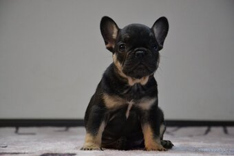 Francouzský buldoček - 16