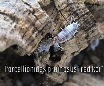 Isopody, mnohonožky, chvostoskoci ŽE, posílám - 16