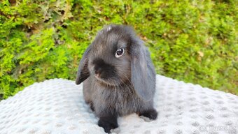 Zakrslý beránek, králíček, králík - PIPER - 16